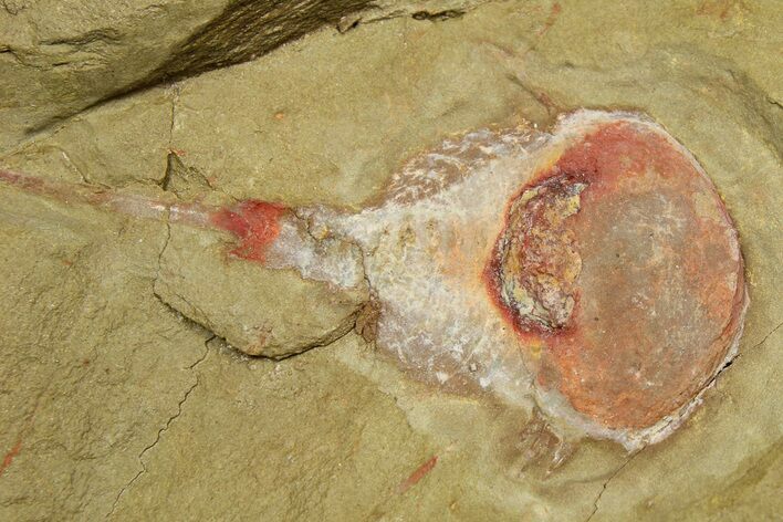 Xiphosurida Arthropod With Pos/Neg - Horseshoe Crab Ancestor #254037